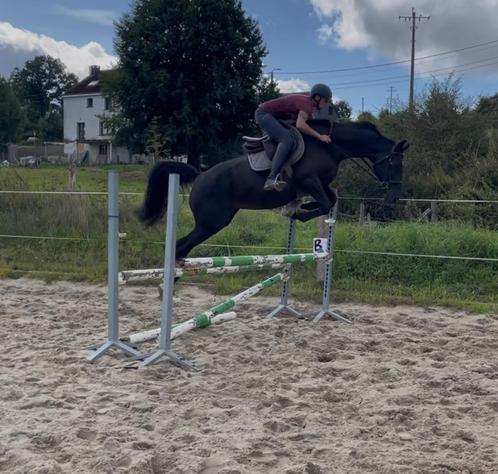 10 jarige BWP merrie / jument de 10 ans BWP, Dieren en Toebehoren, Paarden, Merrie