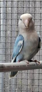 Agapornis pop, Dieren en Toebehoren, Vogels | Parkieten en Papegaaien