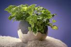 Kamerplant, kindje op moeders schoot., Huis en Inrichting, Kamerplanten, Ophalen