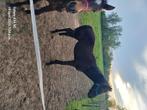 Jonge donkerbruin/zwarte dressuurhengst, Gechipt, Dressuurpaard, 0 tot 2 jaar, Hengst