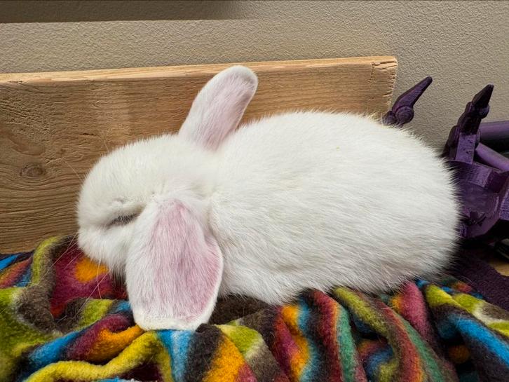 Tamme minilopjes met blauwe oogjes, Dieren en Toebehoren, Konijnen, Middelgroot, Meerdere dieren, 0 tot 2 jaar, Hangoor