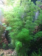 Te koop : Gezonde aquariumplanten., Ophalen