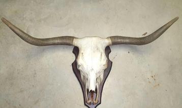 Tête de buffle  décoration murale western corne beschikbaar voor biedingen