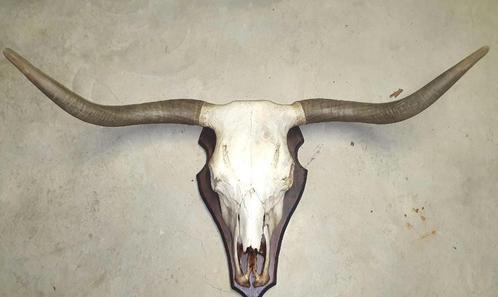 Tête de buffle  décoration murale western corne, Huis en Inrichting, Woonaccessoires | Wanddecoraties, Gebruikt, Ophalen
