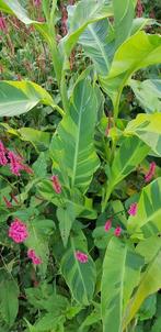 Canna Wolfsong, Tuin en Terras, Ophalen of Verzenden