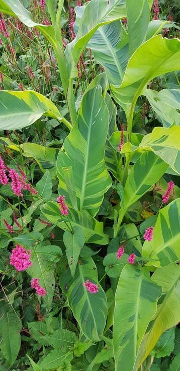 Canna Wolfsong  beschikbaar voor biedingen