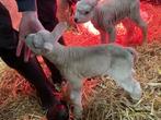 Texelaar Papfles lam, Dieren en Toebehoren, Schapen, Geiten en Varkens, Mannelijk, Schaap, 0 tot 2 jaar