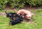 Super lieve ruwharige dwergteckel pups in huis grootgebracht, Dieren en Toebehoren, Honden | Teckels en Dashonden, België, Fokker | Hobbymatig