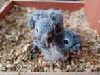 conure pyrrhura eam, Dieren en Toebehoren