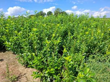 Groenblijvende hagen beschikbaar voor biedingen