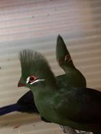 Pop Toerako persa persa, Vrouwelijk, Tropenvogel, Geringd