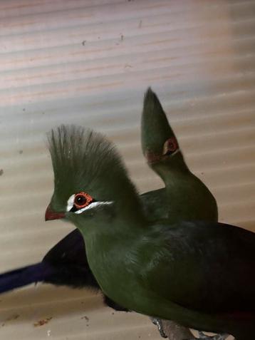 Pop Toerako persa persa beschikbaar voor biedingen