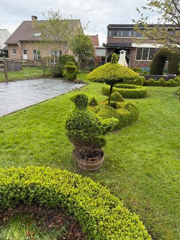 Gratis Buxus gesnoeide planten, dieren, spiralen, bollen,  beschikbaar voor biedingen