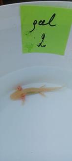 Axolotl, Ophalen