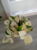 Epipremnum manjula pothos, Huis en Inrichting, Kamerplanten, Ophalen