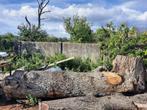 Boomstammen kastanje, Tuin en Terras, Brandhout, 3 tot 6 m³, Ophalen, Overige houtsoorten, Stammen
