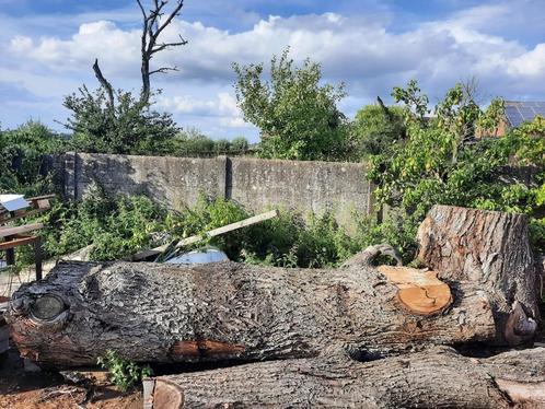Boomstammen kastanje, Tuin en Terras, Brandhout, Stammen, Overige houtsoorten, 3 tot 6 m³, Ophalen