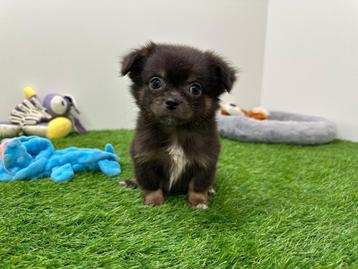 Chihuahua pups beschikbaar voor biedingen