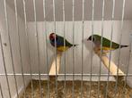 2 Koppels onverwante gould amandine 2025, Dieren en Toebehoren, Vogels | Overige Vogels, Meerdere dieren, Tropenvogel, Geringd