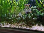 Cryptocoryne, Dieren en Toebehoren