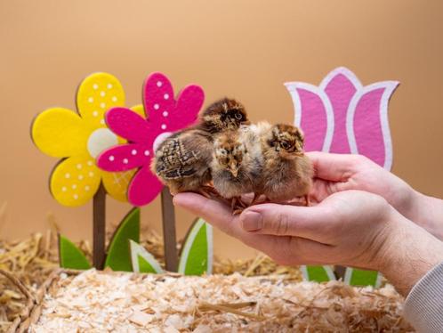 Barnevelder kriel kuikens bruine hennen, gesekst en ingeënt, Dieren en Toebehoren, Pluimvee, Kip, Vrouwelijk
