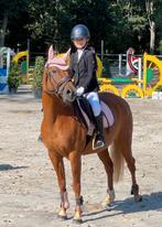D- pony, Merrie, Springpony, 11 jaar of ouder, Ingeënt