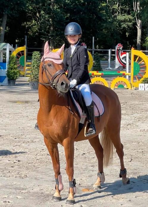 D- pony, Dieren en Toebehoren, Pony's, Merrie, D pony (1.37m tot 1.48m), Springpony, 11 jaar of ouder, Ingeënt
