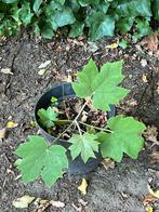 Tetrapanax papyrifer, Tuin en Terras, Ophalen