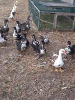 Jonge barberies, Dieren en Toebehoren, Vrouwelijk
