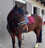 Hoofdstel maat COB (zonder bit!!), Dieren en Toebehoren, Paarden en Pony's | Hoofdstellen en Tuigage, Ophalen of Verzenden, Gebruikt