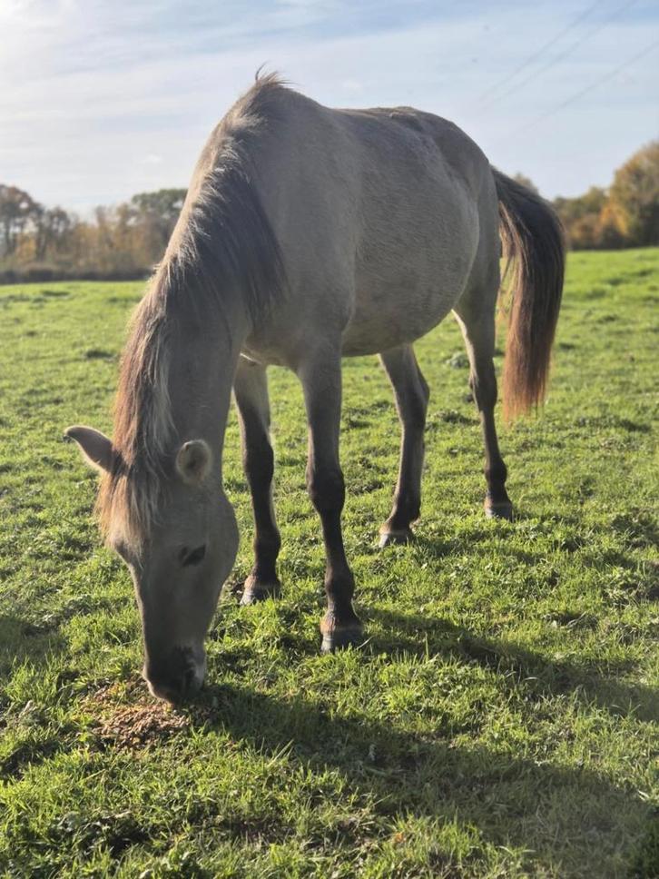 Konik merrie, Dieren en Toebehoren, Paarden, Merrie, Niet van toepassing, Minder dan 160 cm, 3 tot 6 jaar, Recreatiepaard, Gechipt
