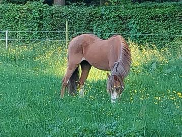 B pony super braaf  beschikbaar voor biedingen