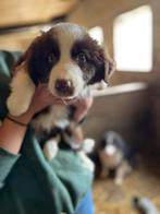 Border collie pups, Animaux & Accessoires, Parvovirose, Plusieurs, Belgique, 15 semaines à 1 an
