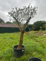 Olijfboom met dunnere stam, Tuin en Terras, Planten | Bomen, Ophalen, Olijfboom