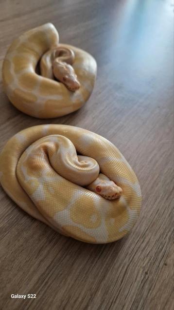 Ball python- albino man beschikbaar voor biedingen