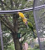 Pruimkop Lutino, Meerdere dieren, Parkiet, Geringd