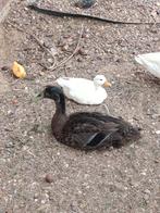 Hollandse kwakers wit, Dieren en Toebehoren, Pluimvee, Mannelijk, Eend