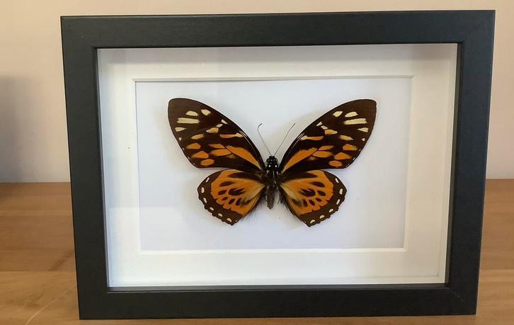 Papilio zagreus vlinder in lijst, Verzamelen, Dierenverzamelingen, Nieuw, Ophalen of Verzenden