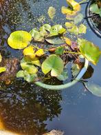 Waterlelies, Tuin en Terras, Ophalen