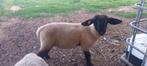 Suffolk ram 2025, Dieren en Toebehoren