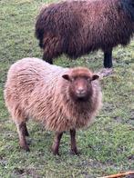 Ouessant ooi, Animaux & Accessoires, Moutons, Chèvres & Cochons, Femelle, Mouton, 0 à 2 ans
