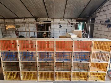 Kluisjes voor duiven  beschikbaar voor biedingen