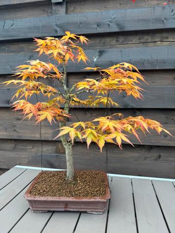 Bonsai Acer Palmatum “Katsura”