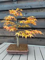 Bonsai Acer Palmatum “Katsura”, En pot, Printemps, Moins de 100 cm, Ombre partielle