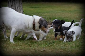 Jack Russell pups beschikbaar voor biedingen
