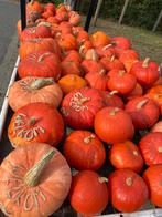 Pompoenen ,sierfruit te koop ., Ophalen