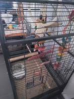 Kooi vogels/papegaai, Animaux & Accessoires, Rongeurs & Lapins | Cages & Clapiers, Comme neuf, 90 cm ou plus, 75 à 110 cm, Enlèvement