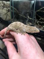 Jonge leachianus gekko’s, Animaux & Accessoires, Reptiles & Amphibiens, Domestique, Lézard, 0 à 2 ans