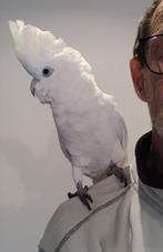 Mega tamme jonge ducorps Kakatoe, Dieren en Toebehoren, Papegaai, Pratend