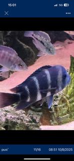 Frontosa, Zoetwatervis